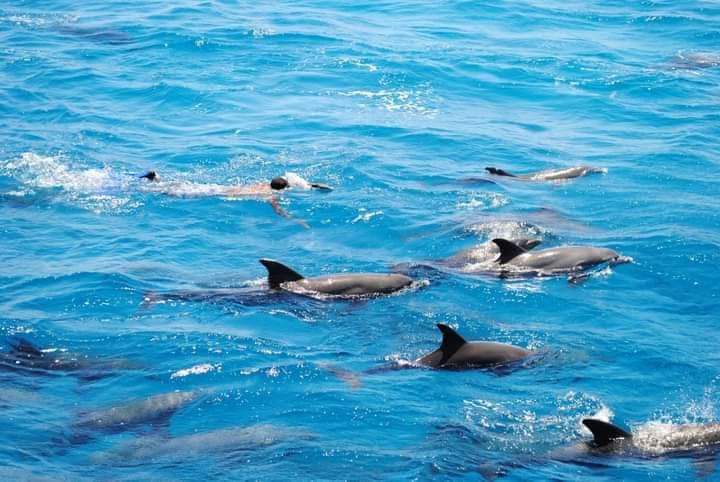Read more about the article SATAYA Rafa z delfinami 60$- Marsa Alam